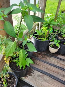 Plants of all types (chiles, albahaca, tomamos, etc...)