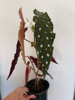Polka Dot Begonia Live Plant