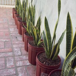 Plant Lengua De Suegra 