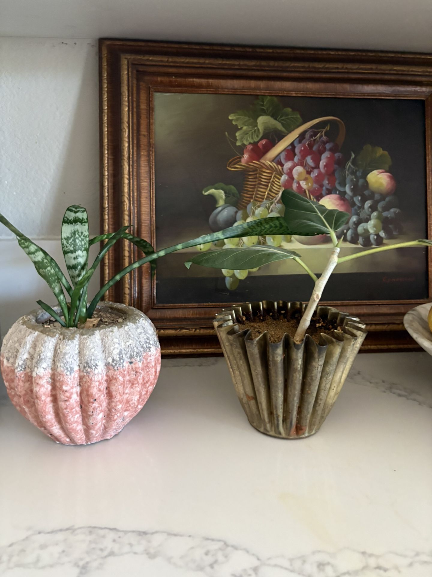 2 Live Plants With Pots
