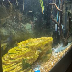 FISH TANK 