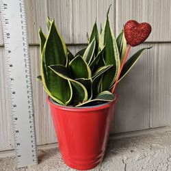 Sansevieria Black Gold Superba Snake Plant 