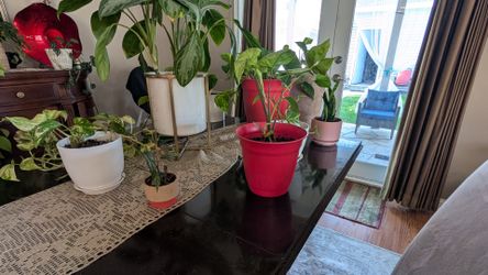 Lots of houseplants for sale w free cuttings