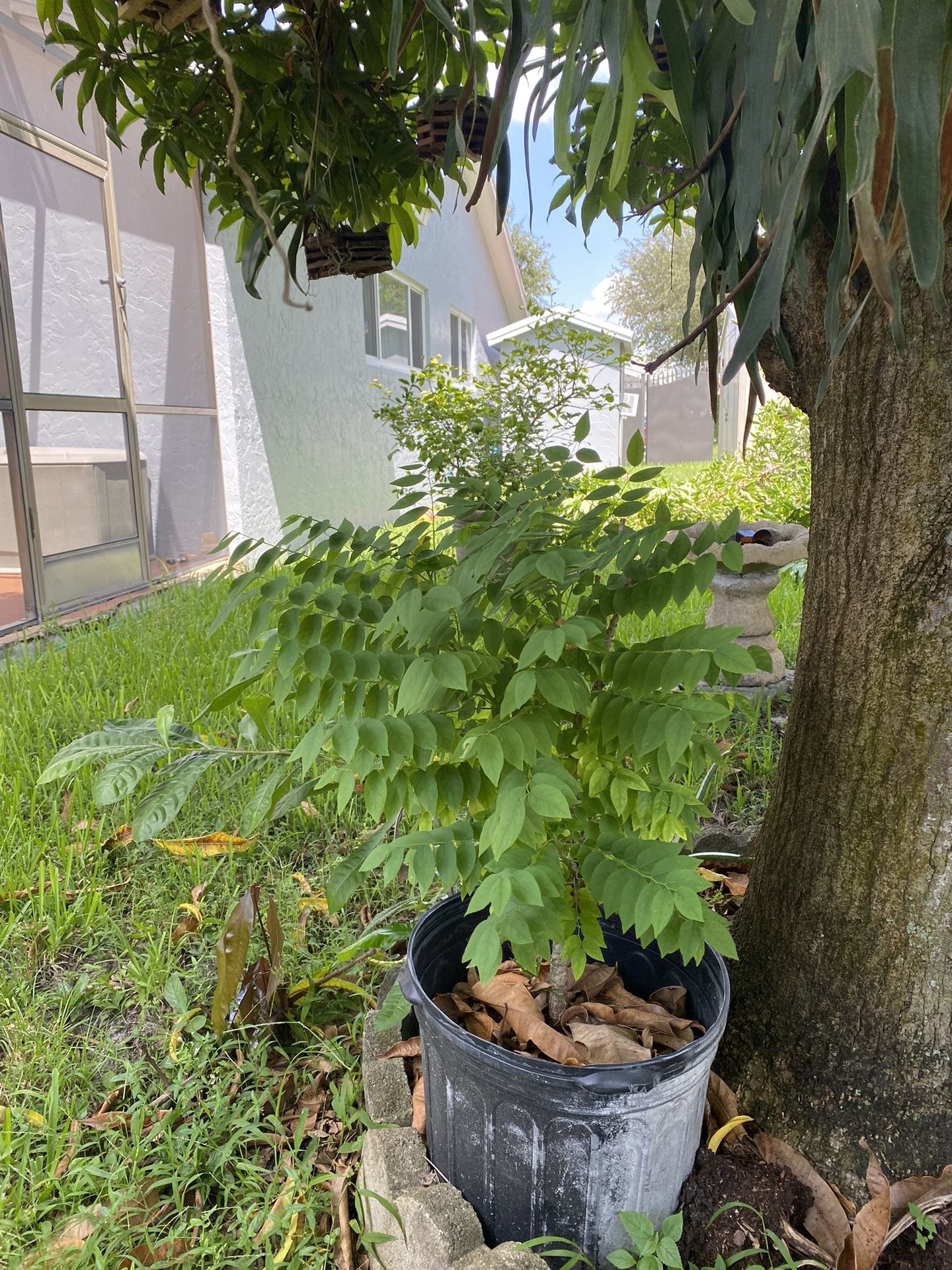 Arbolito De Grocellas