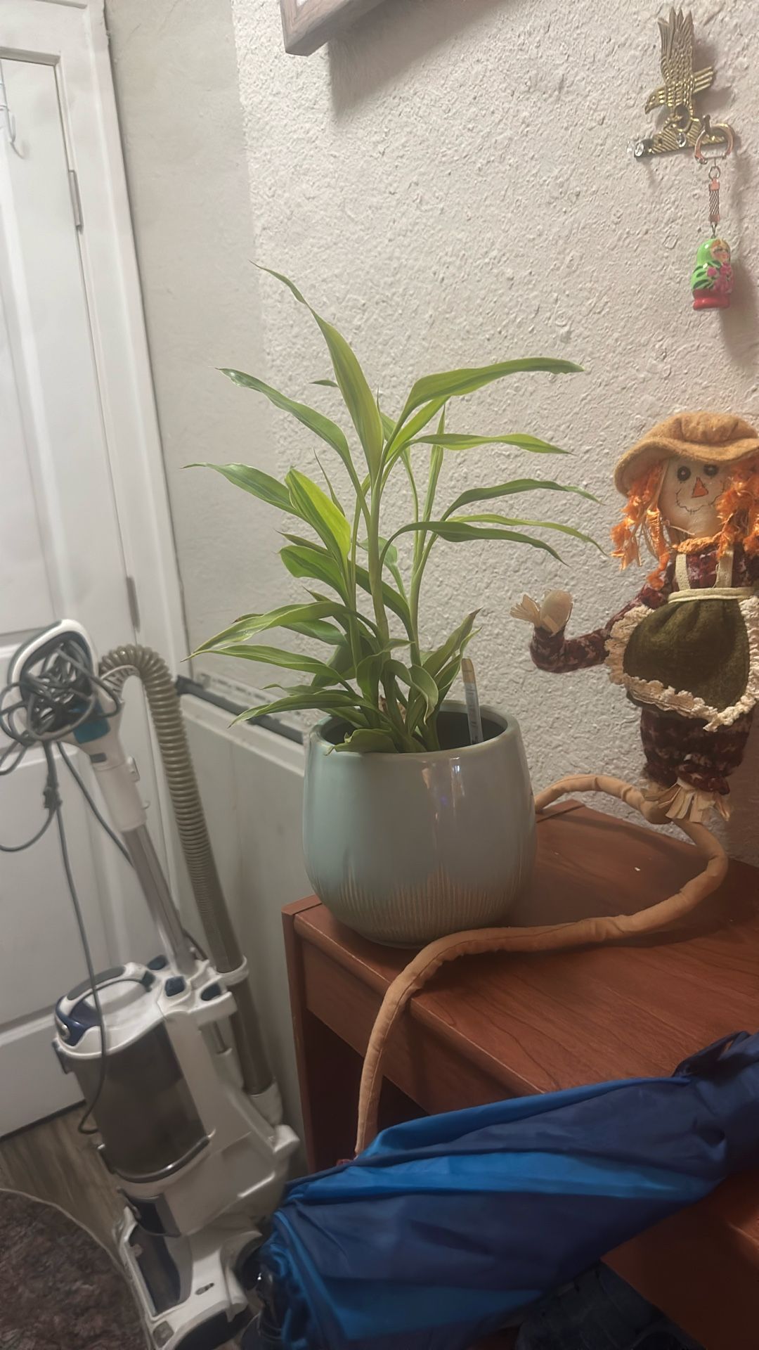 Plant