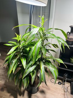 🌿 Dracaena Warneckii — 4’ Tall / 10” Pot 🌿
