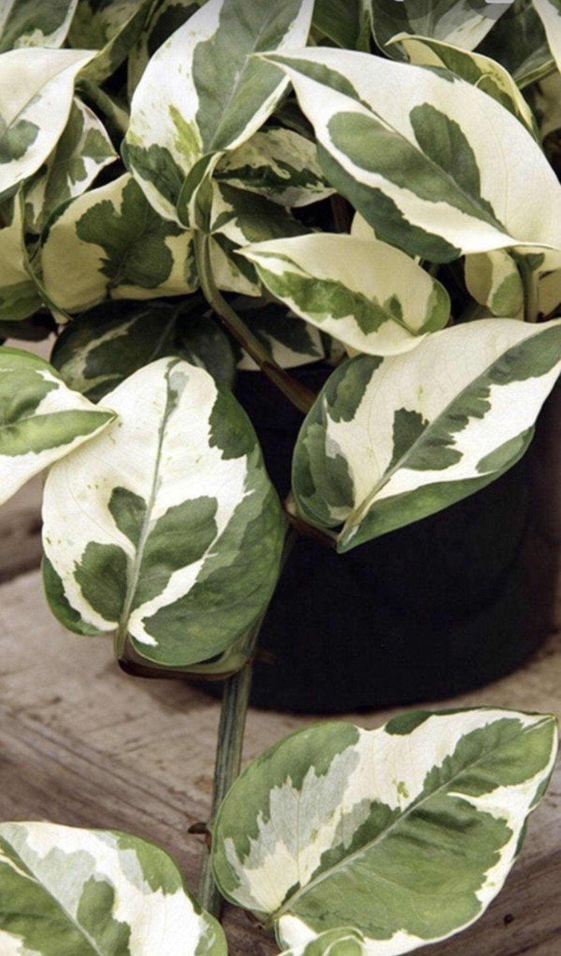 Pothos Epipremnum Aureum 'N'joy' in 4 inch pot Lush and beautiful Tropical Vining Variegated House Plant Similar to Pearls and Jade