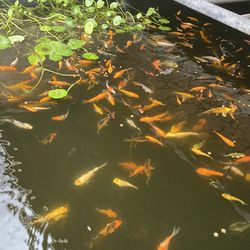 JAPANESE GORGEOUS KOI FISHES