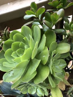 2 Succulents
