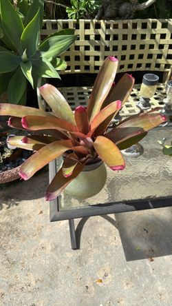 5 For $10 Bromeliad Plants