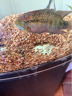 Fish needs new home.