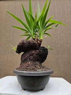 Old Yucca Bonsai Tree  ( OUTDOOR and INDOOR PLANT)