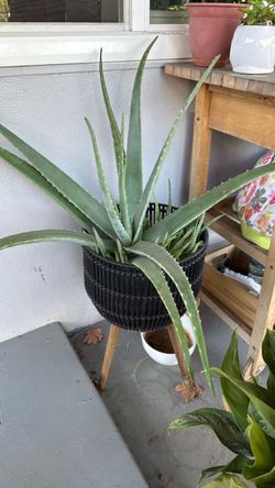 Aloe Vera and planter
