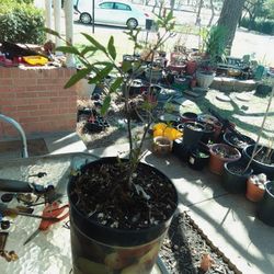 Bonita Planta De Granada $25 Dlls 