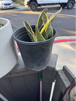 Snake plant