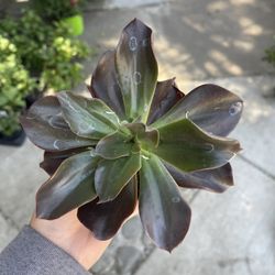 4” Echeveria Succulent