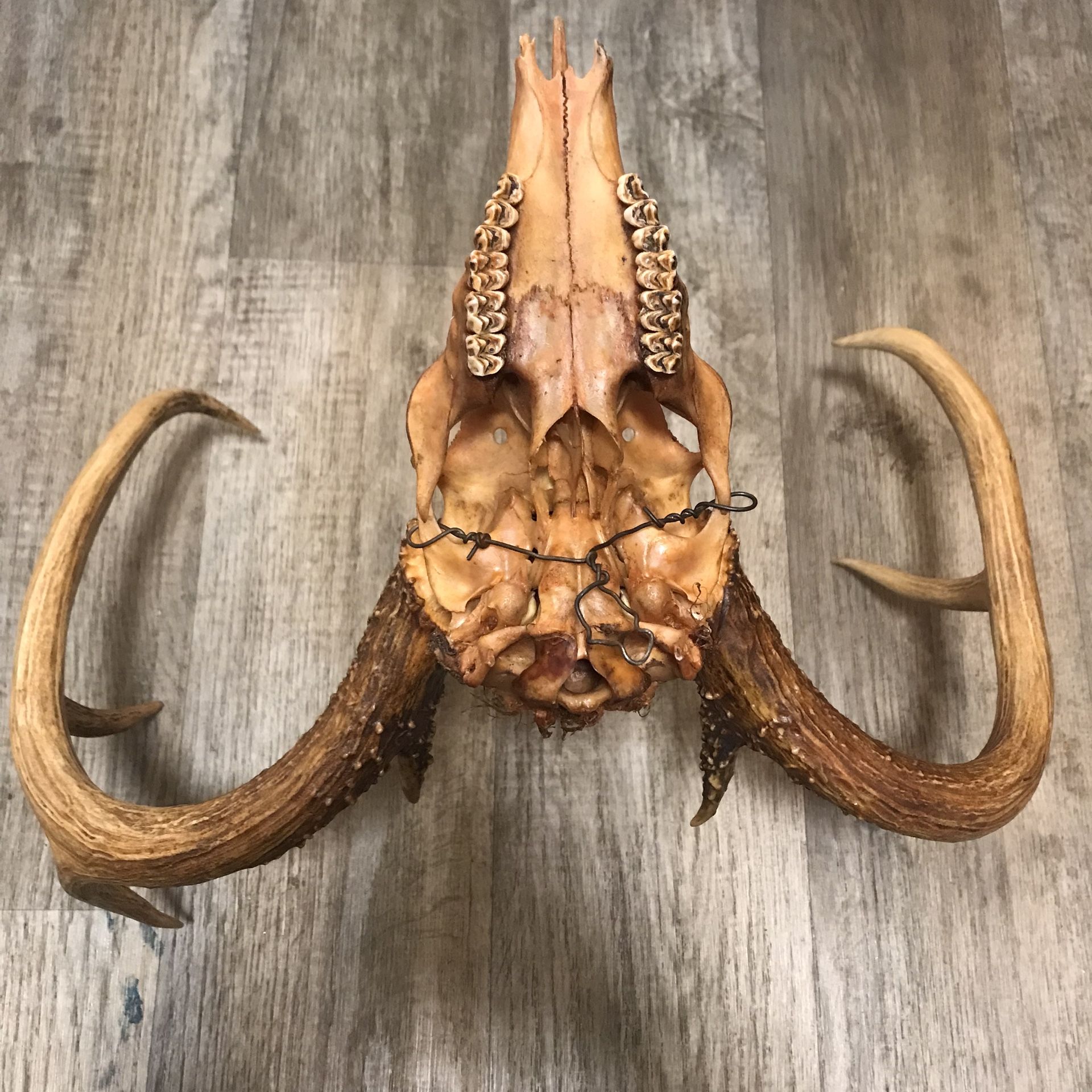 Texas Long Horn (antique)