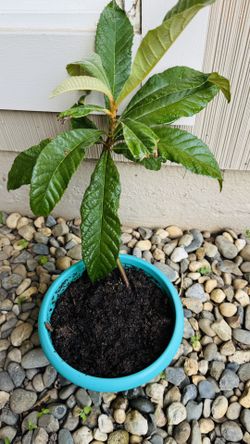 Loquat Tree Seedling