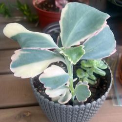 Suculenta 