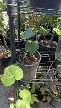 Chayotes Plant 10$