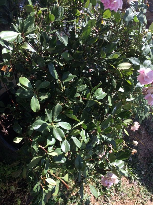 Rafaelita plant
