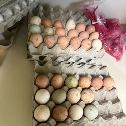 Chicken Eggs 