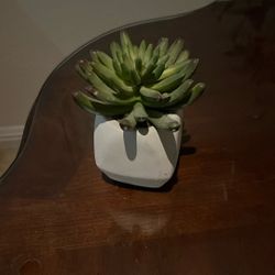 Planta Artificial