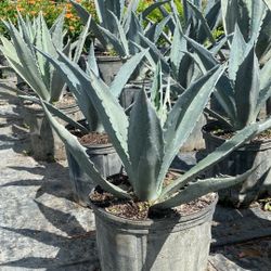 Blue Agave Plants – 3 Gallon Size (Low-Maintenance & Drought Tolerant)