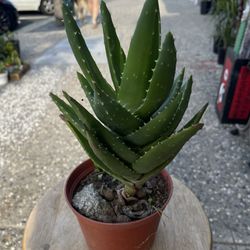 Aloe Plants For Indoor And Outside Garden Plants 