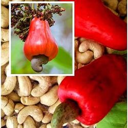 Red Cashew Trees Airlayered  🌳 In 3gal  Arboles  De Marañon Injertados  3gal 