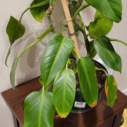 Large Philodendron - 8" Pot 