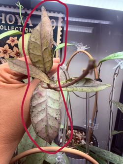 Hoya Gunung Gading Ghost (High Silver)