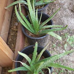 Aloe Vera, Sabila, Aloe Vera Live Plant, Planta Medicinal De Sabila En Maceta, Succulents