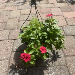 Pink Vinca and Succulent 