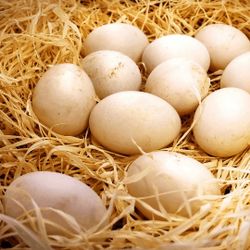 Huevos De Rancho / Farm Eggs