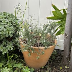 Rosemary Plant And Terracotta Pot