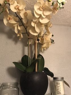 ORCHID PLANT