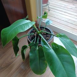 Philodemdrum Congo Green  