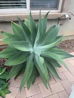Foxtail Agave - 4 large and 5 medium