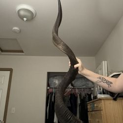 Kudu Antelope Real Antler 
