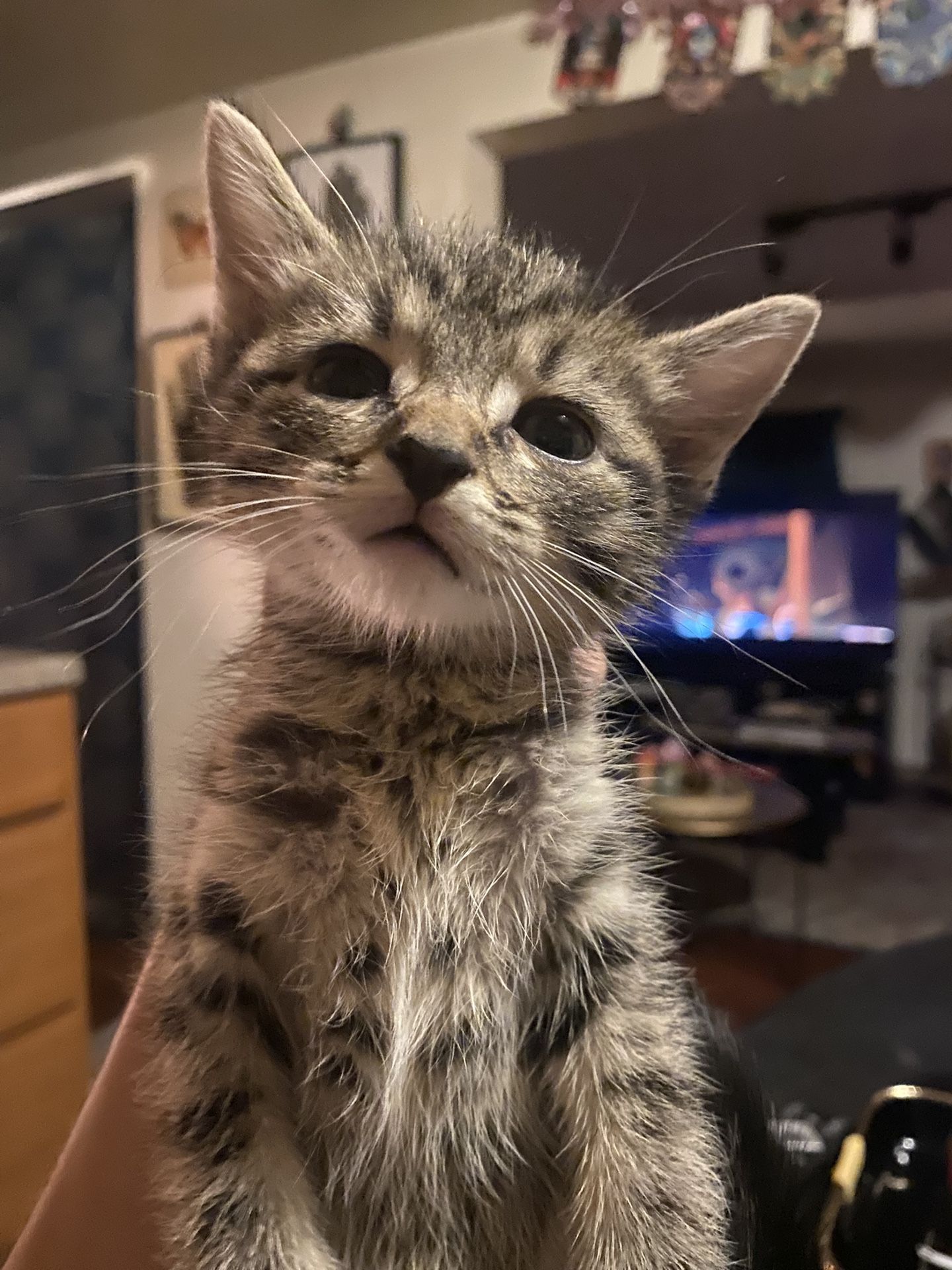 Free Cat