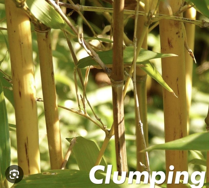 Golden Bamboo Cutting With Nodes