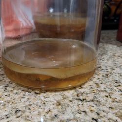 Kombucha Scoby