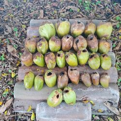 Coconut Planters - Pre-drilled By Local Iguanas