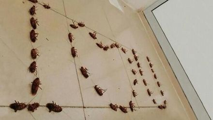 Roaches Cucarachas Pulgas Fleas