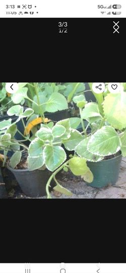 Cuban Oregano Herb plat