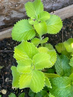 Plantas Oregano romero chiles