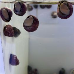 Toy Snails Reef Tank