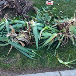 Free Aloe Vera Plants