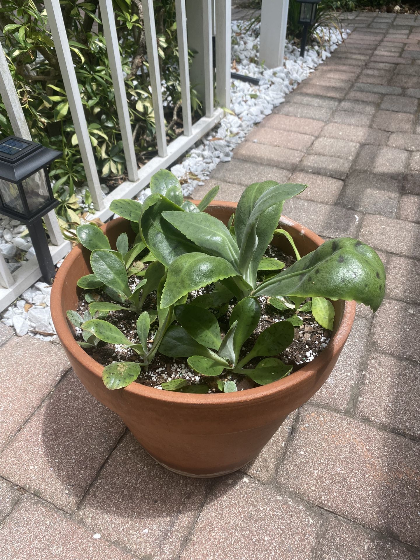 Succulents